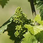 'ferienhaus Mosel' Mit Kostenfreien Oepnv-ticket Апартаменты
