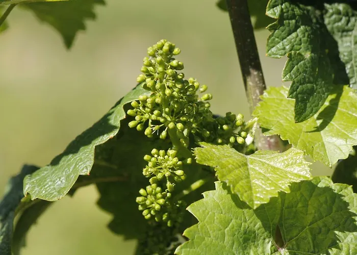 'ferienhaus Mosel' Mit Kostenfreien Oepnv-ticket Apartamento